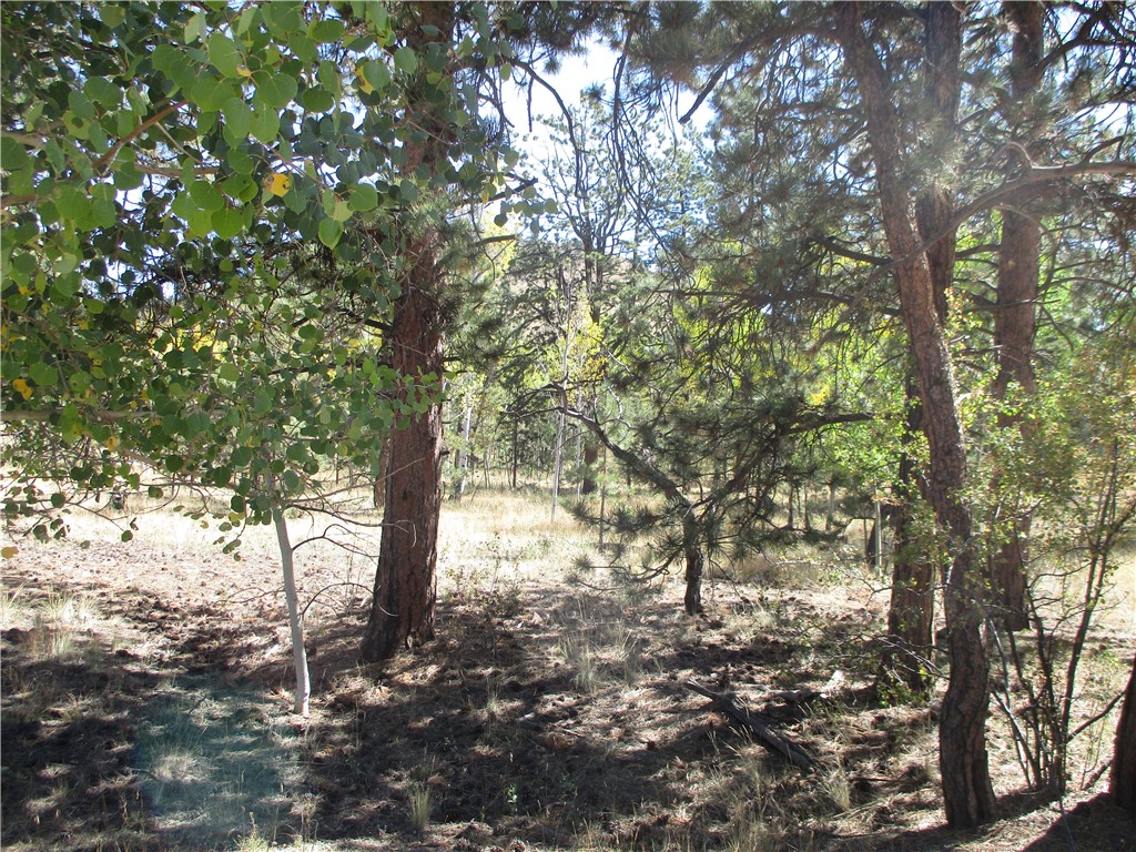 166 Haystack Road Hartsel, CO 80449 - Photo 8 of 16 Gallery Image 8
