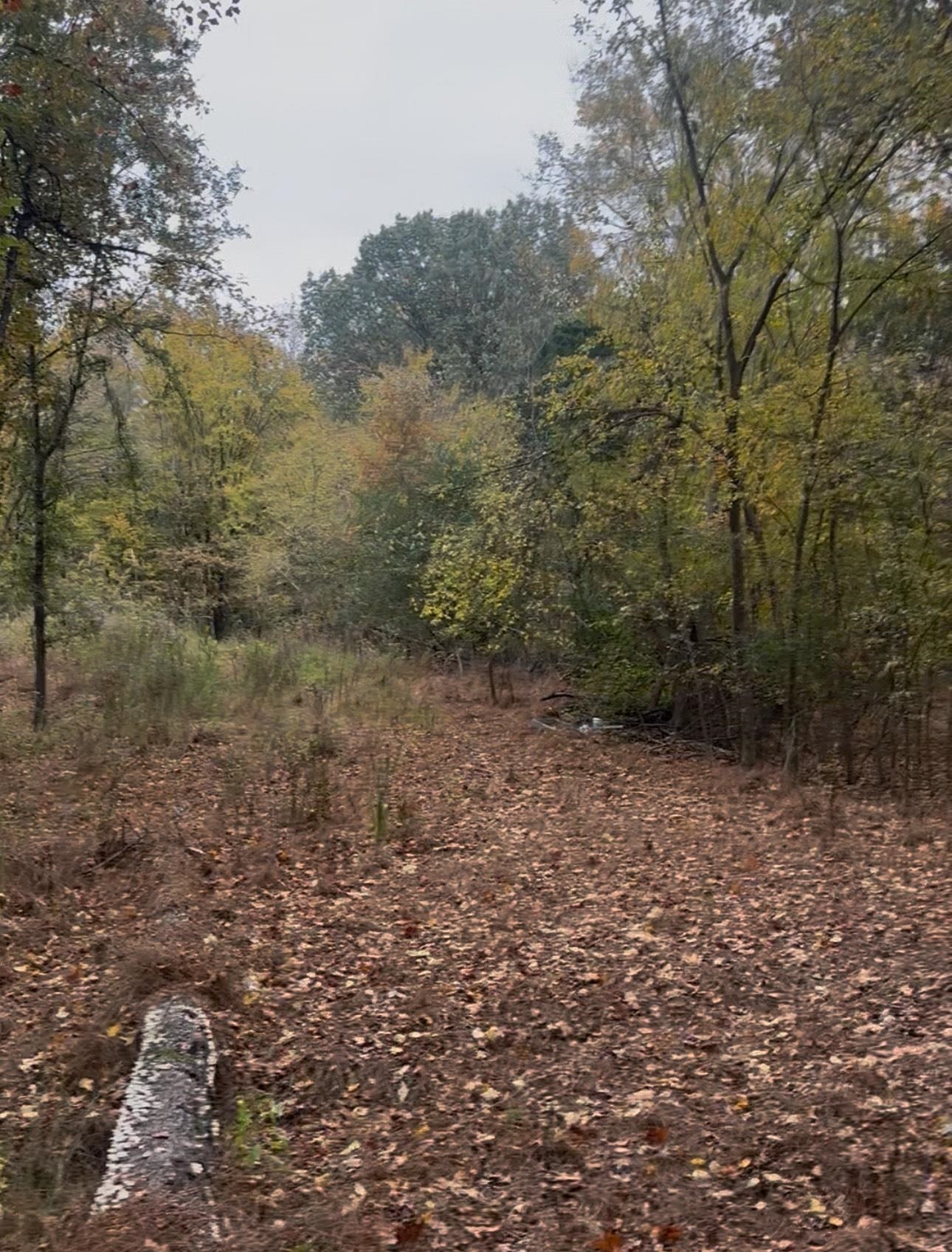 4491 Airline Road Arlington, TN 38002 - Photo 6 of 6 a view of a yard with a tree