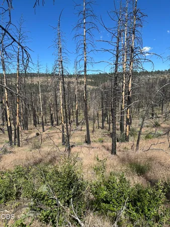 a view of a forest with a building