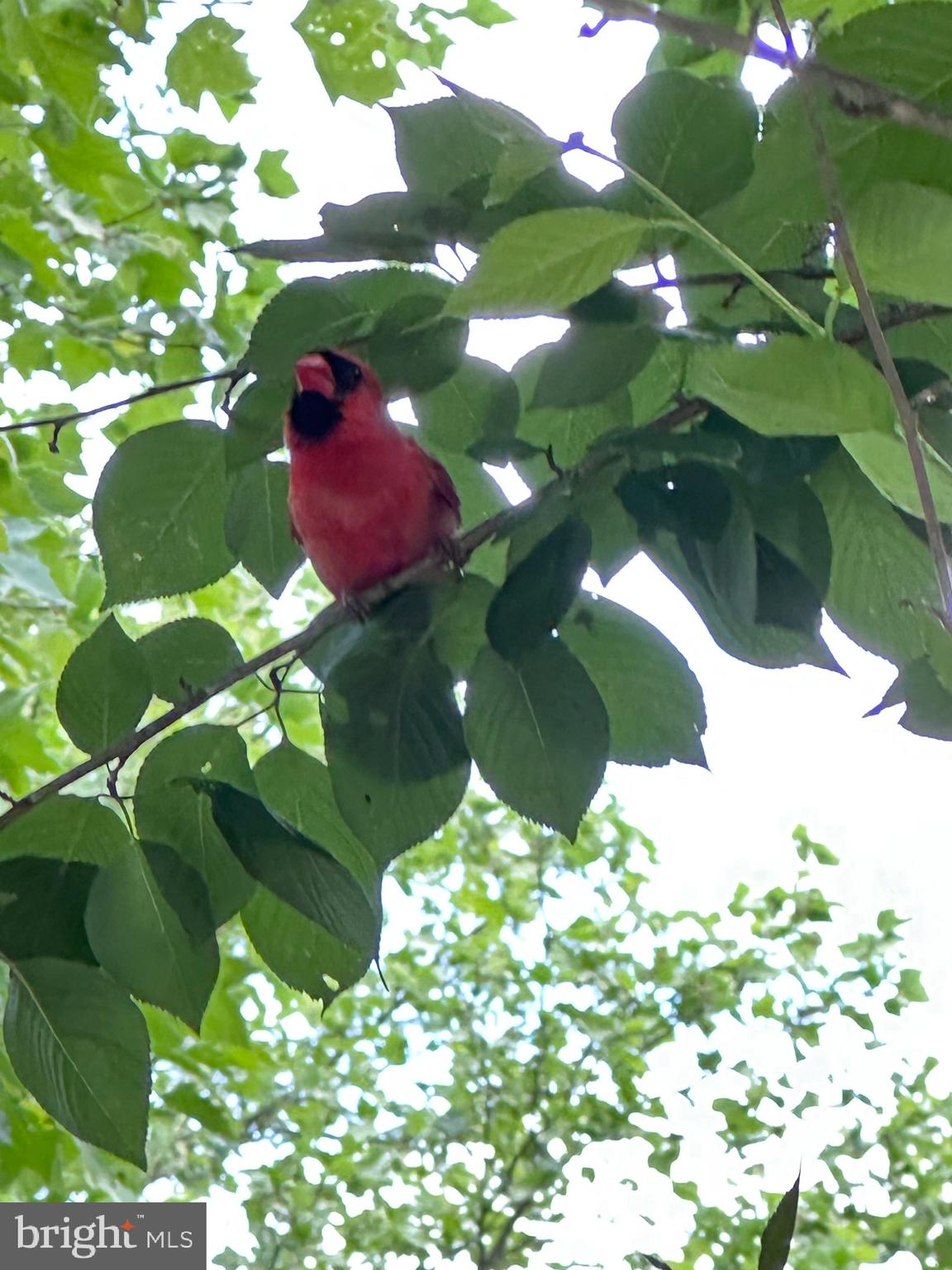 304 Thompson Dairy Way Rockville, MD 20850 - Photo 38 of 42 a view of flowers