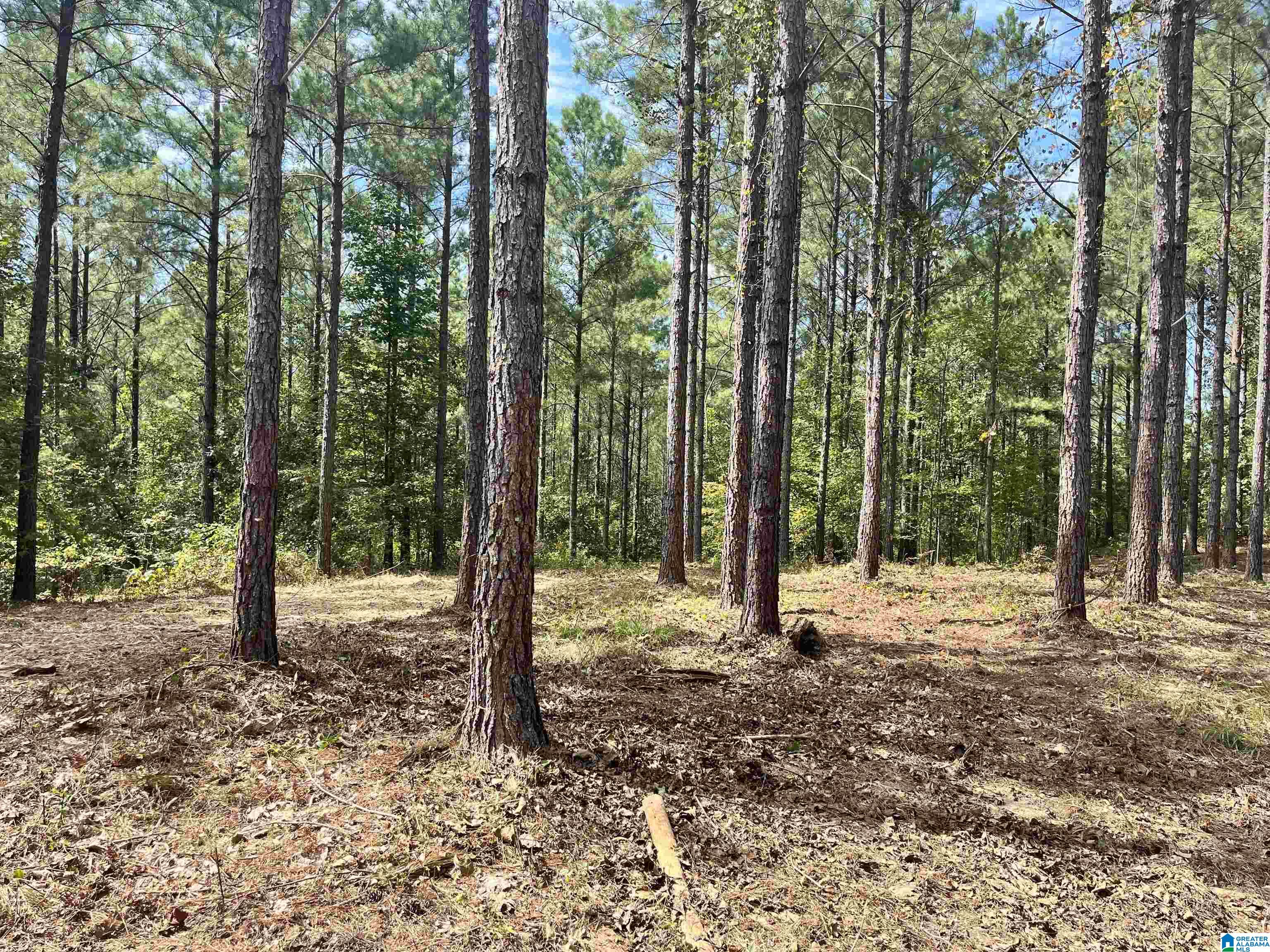 605 Sweet Apple Road, Unit TRACT 5 Cropwell, AL 35054 - Photo 6 of 8