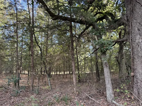 a view of a forest with trees in the background