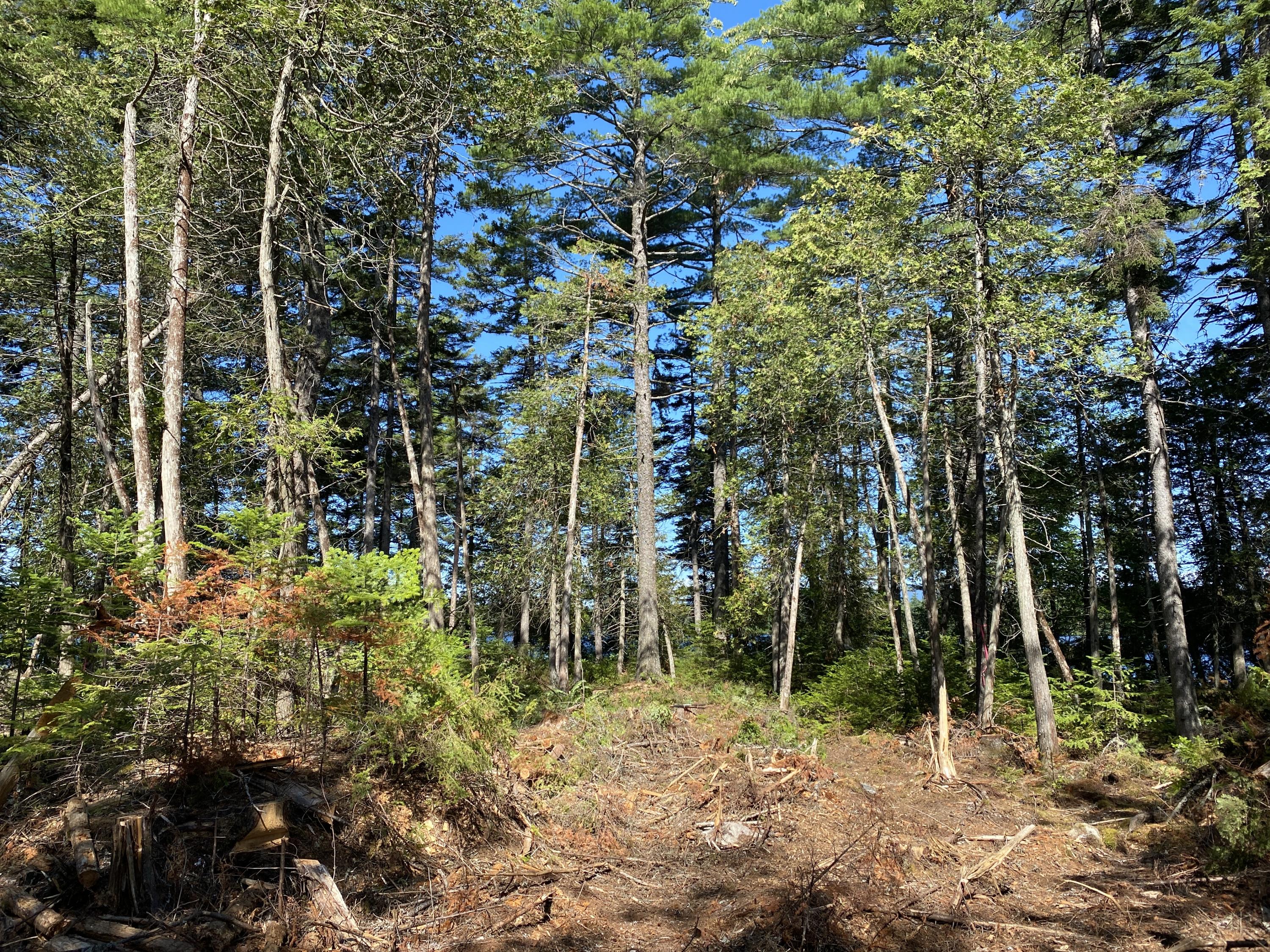 Lot 1 Off North Shore Rd Lake View Brownville, ME 04414 - Photo 7 of 9 IMG_0864