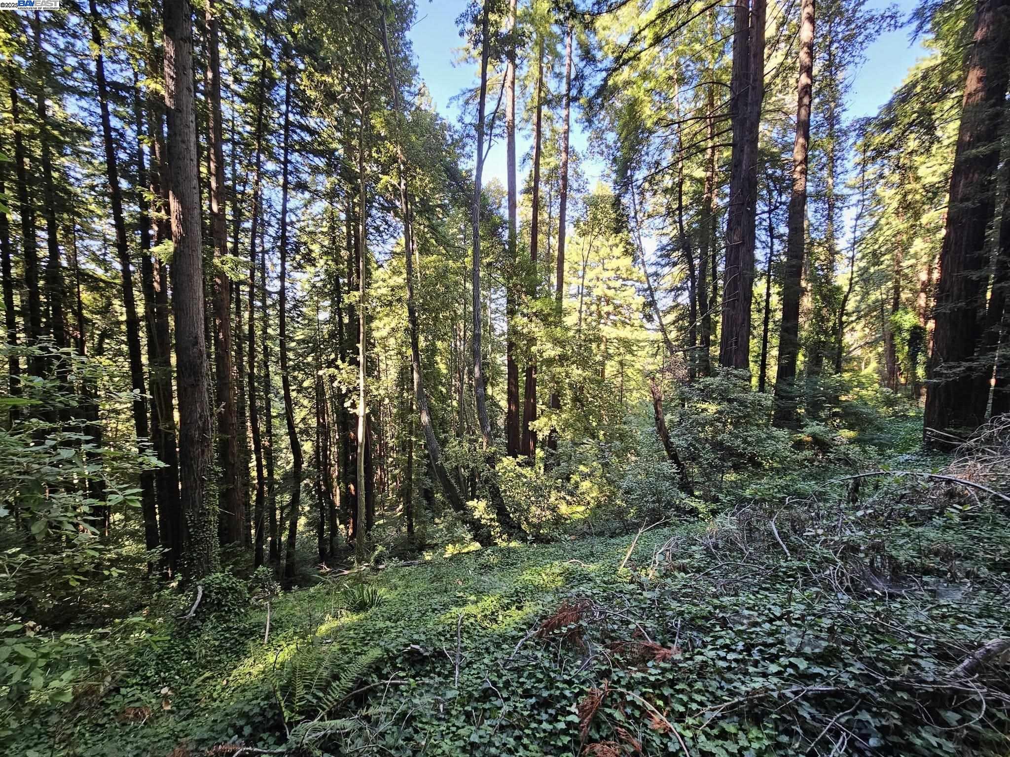 Lot26 Old La Honda Road Woodside, CA 94062 - Photo 2 of 9 a view of yard