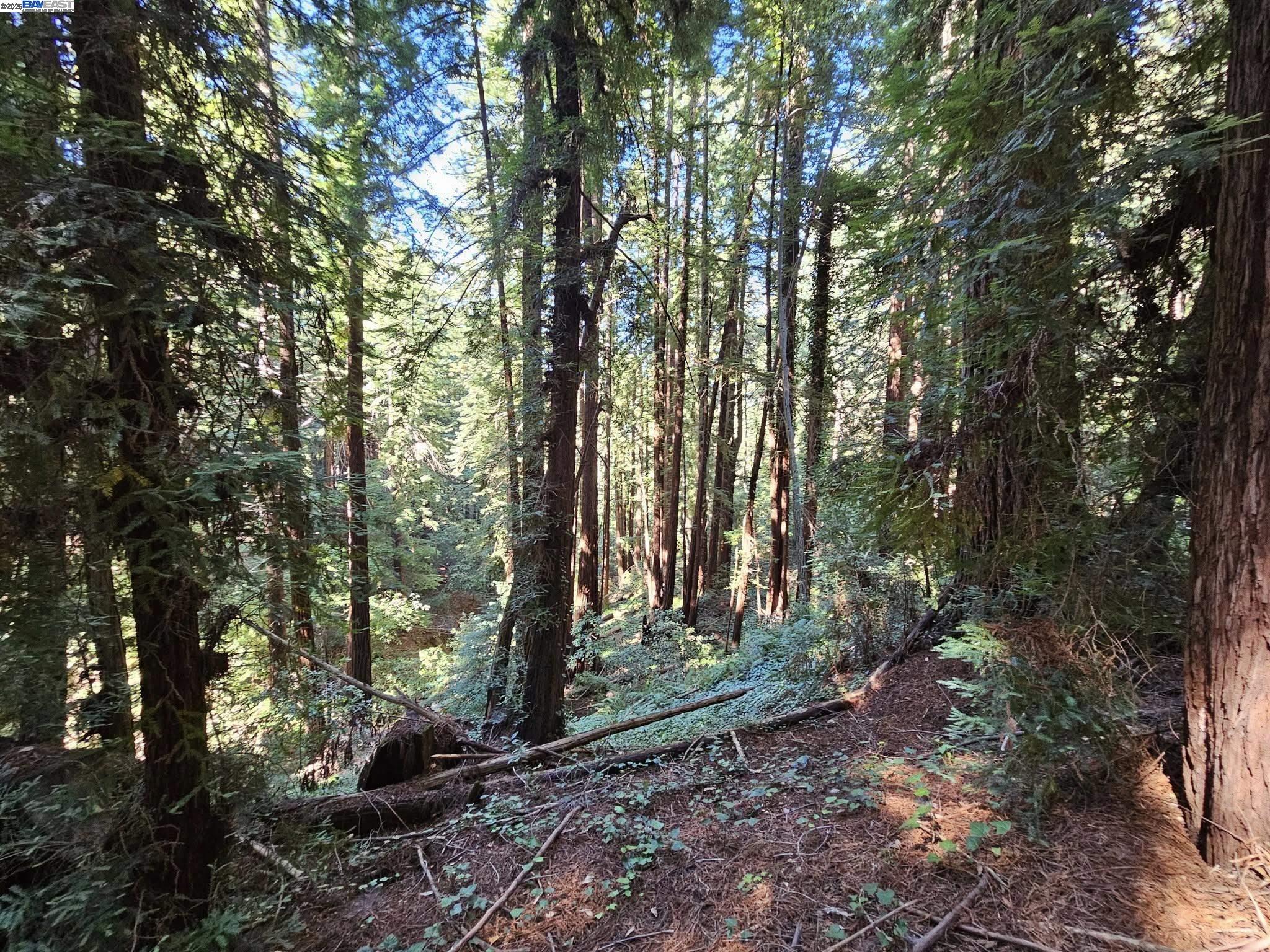 Lot26 Old La Honda Road Woodside, CA 94062 - Photo 3 of 9 a view of outdoor space with lots of trees