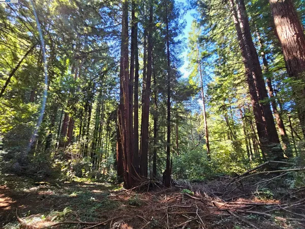 a view of backyard with green space