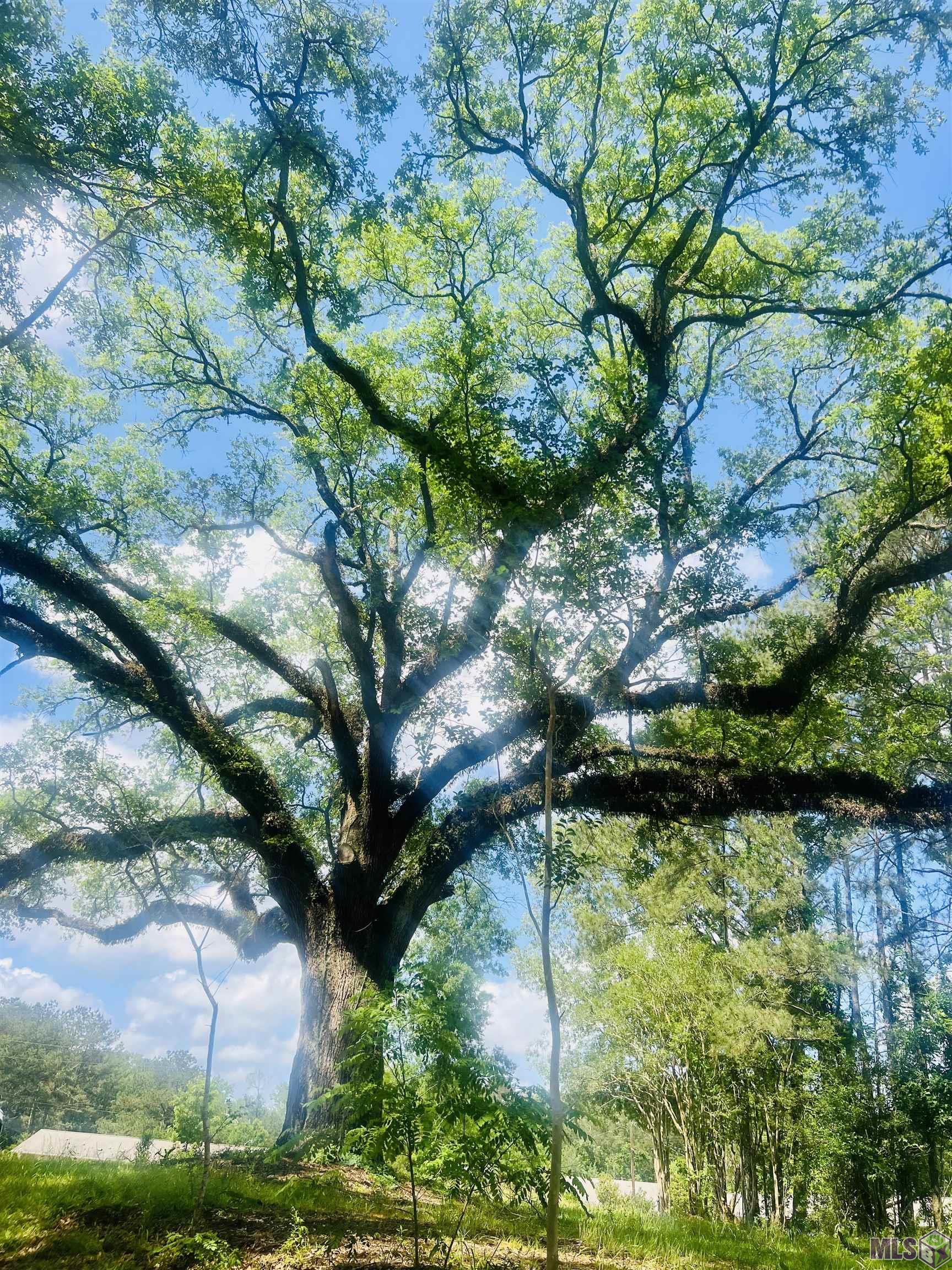 9756 Plank Road Clinton, LA 70722 - Photo 4 of 6