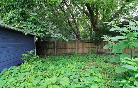 a view of a backyard with plants and large trees