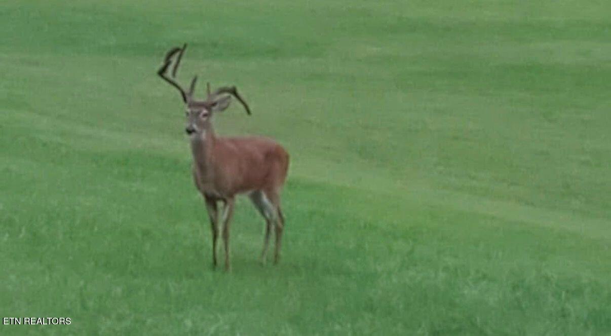 8418 Coppock Road Corryton, TN 37721 - Photo 35 of 42 2