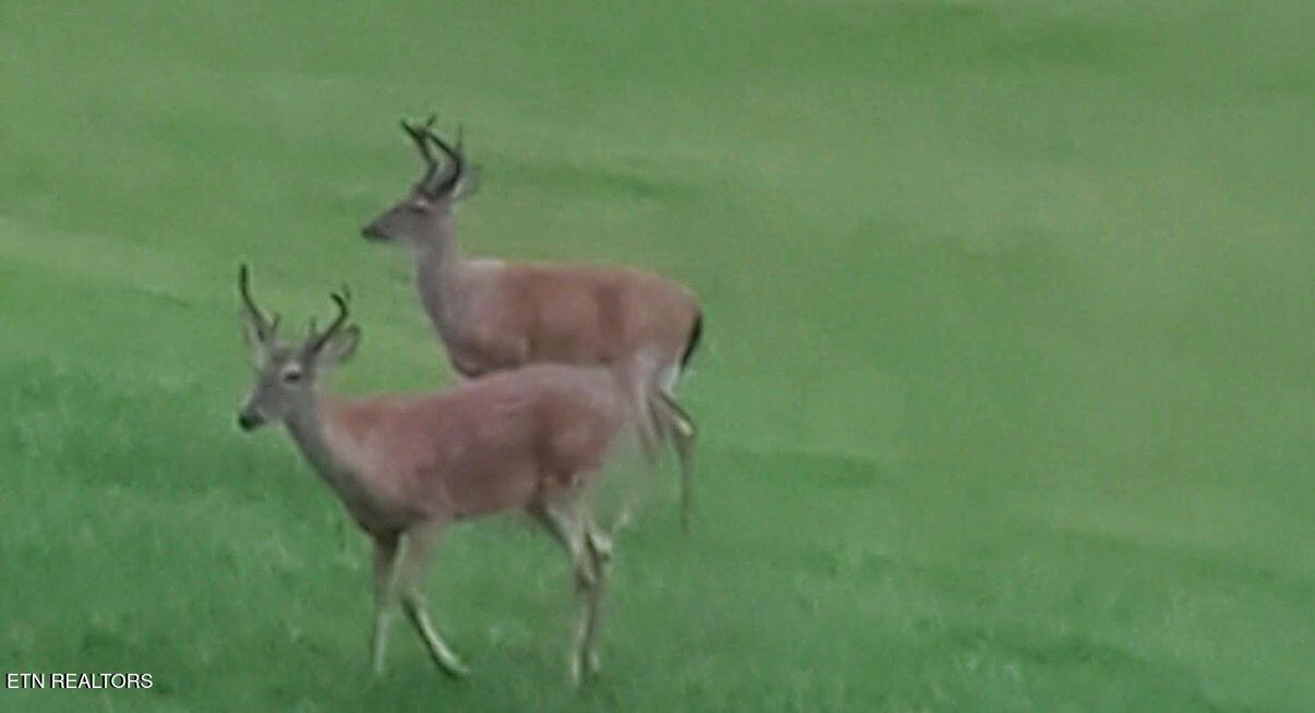 8418 Coppock Road Corryton, TN 37721 - Photo 36 of 42 5