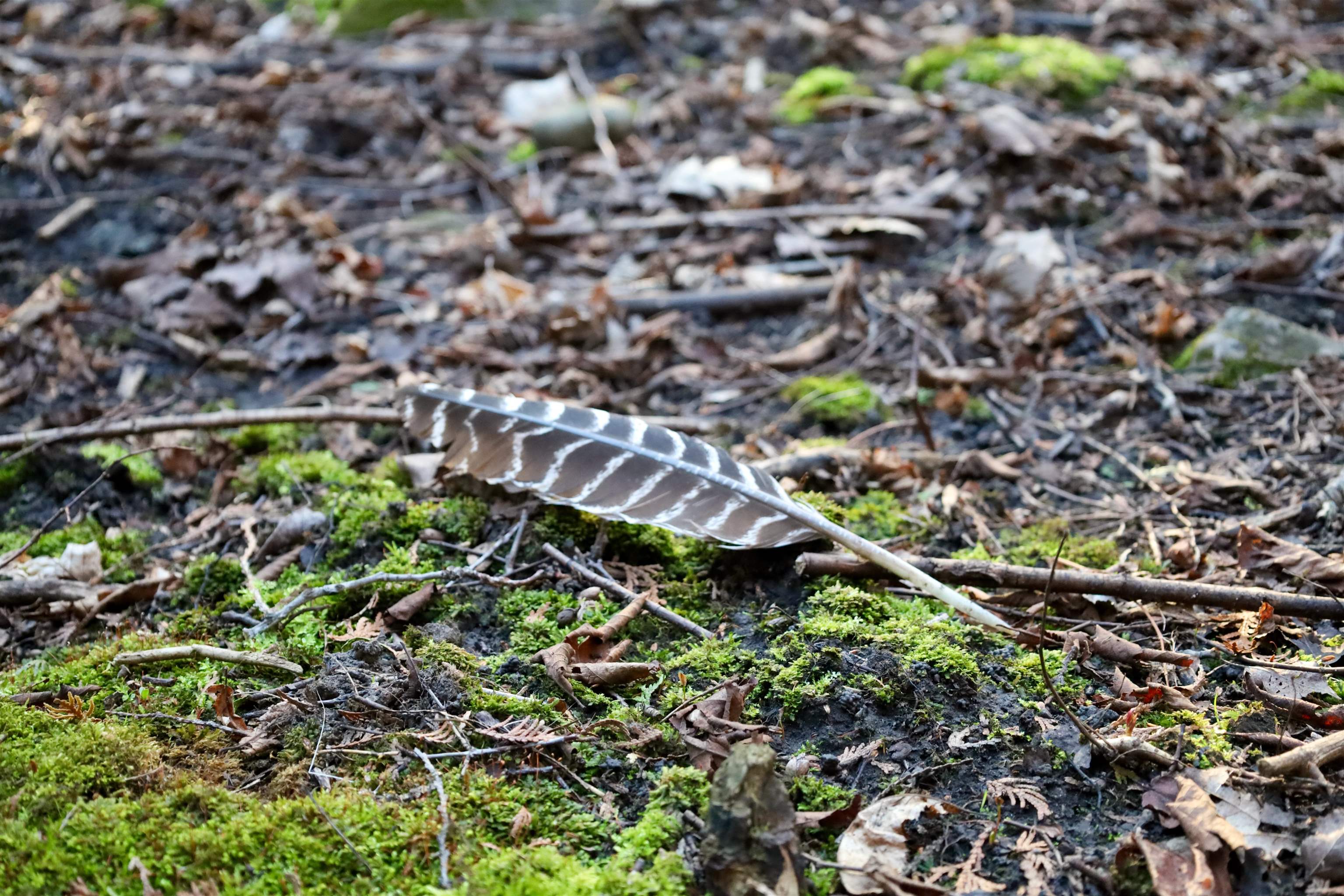 Tbd Blueberry Lane Waldo, WI 53093 - Photo 41 of 56