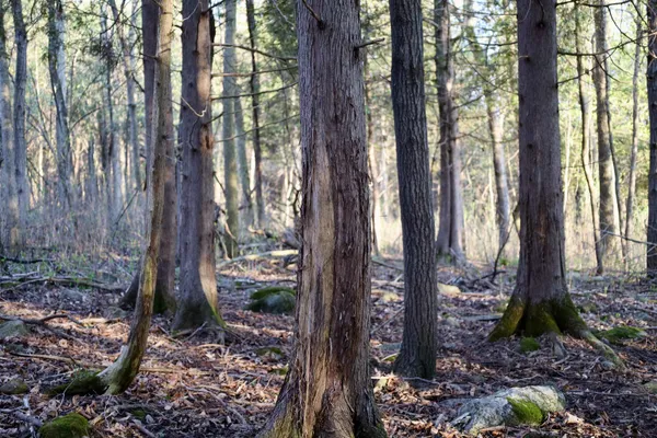 $1,120,000 | Tbd Blueberry Lane, Waldo, WI 53093