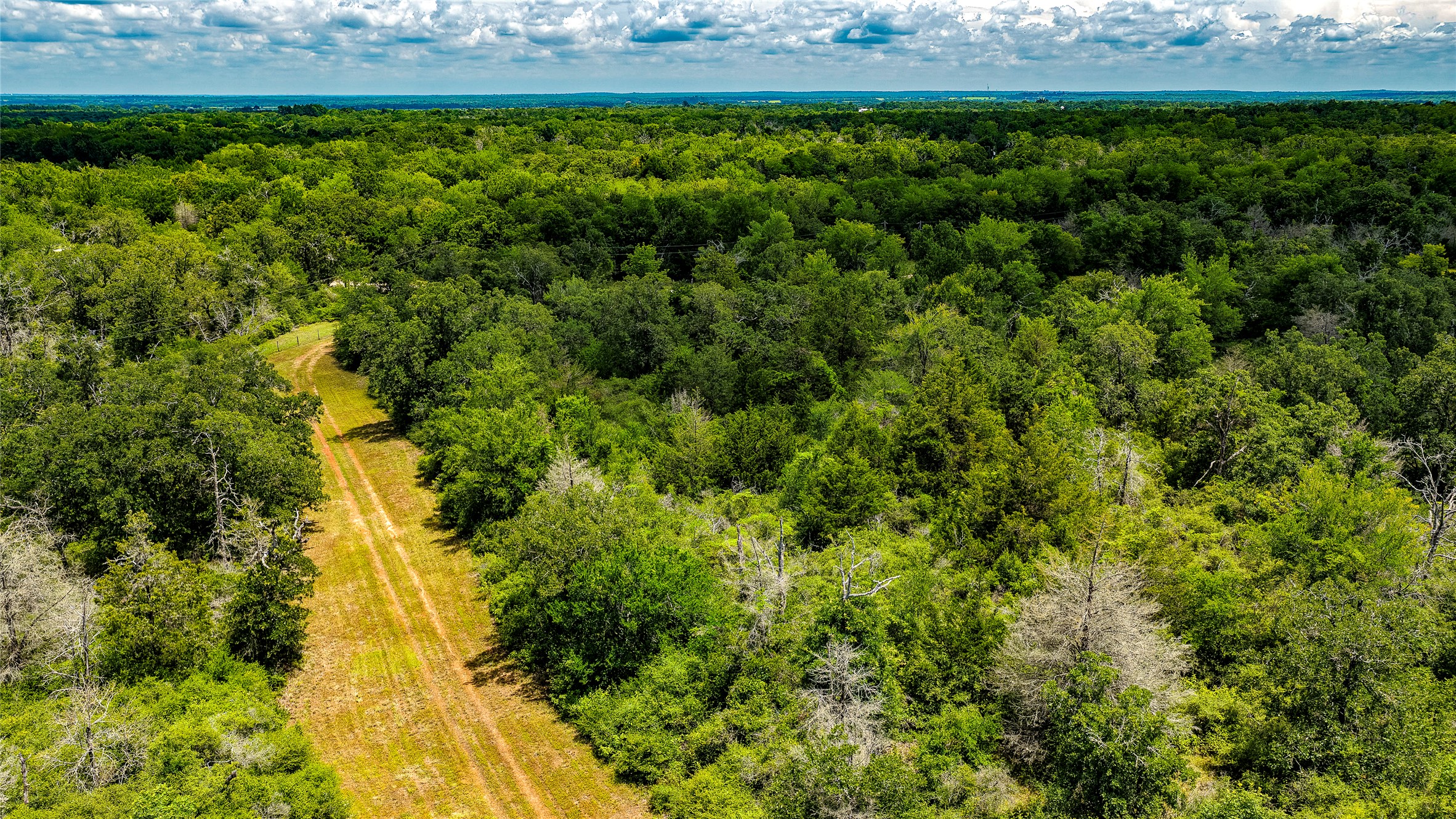 1470 22 Hills Road Gause, TX 77857 - Photo 3 of 35 Vast, unspoiled woodlands with a winding path offer serene seclusion and natural beauty.