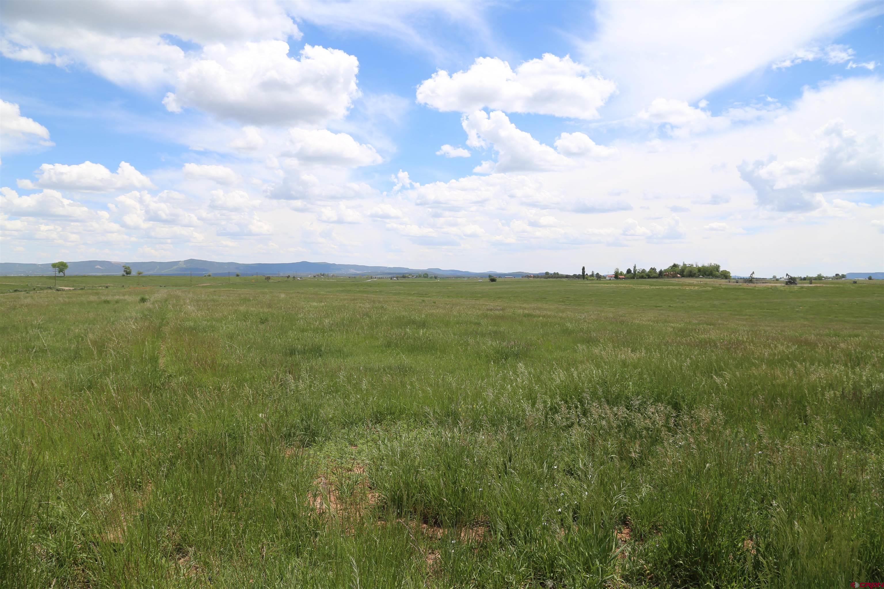 Tbd County Road 301 Durango, CO 81303 - Photo 4 of 5 a view of a big yard with lots of bushes