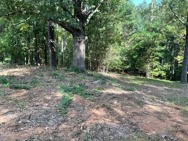 a view of a forest with trees in the background