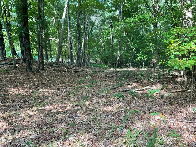 a view of a forest filled with trees