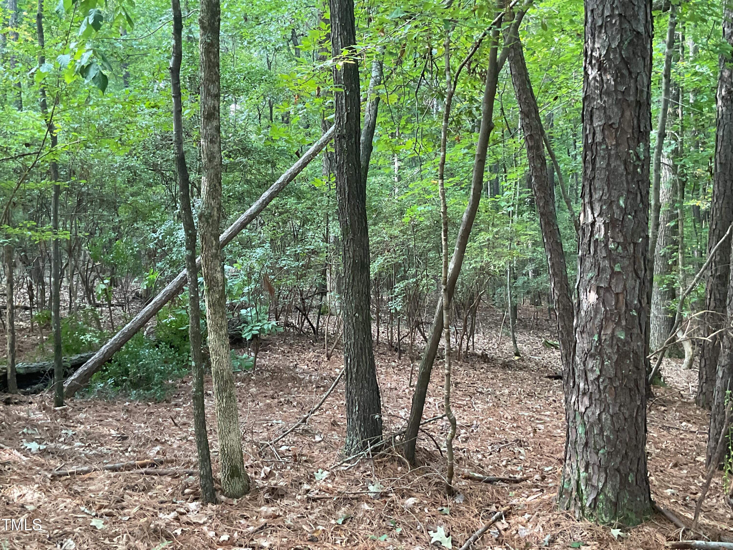 2537 Baptist Road Durham, NC 27703 - Photo 14 of 25 a view of a forest filled with trees