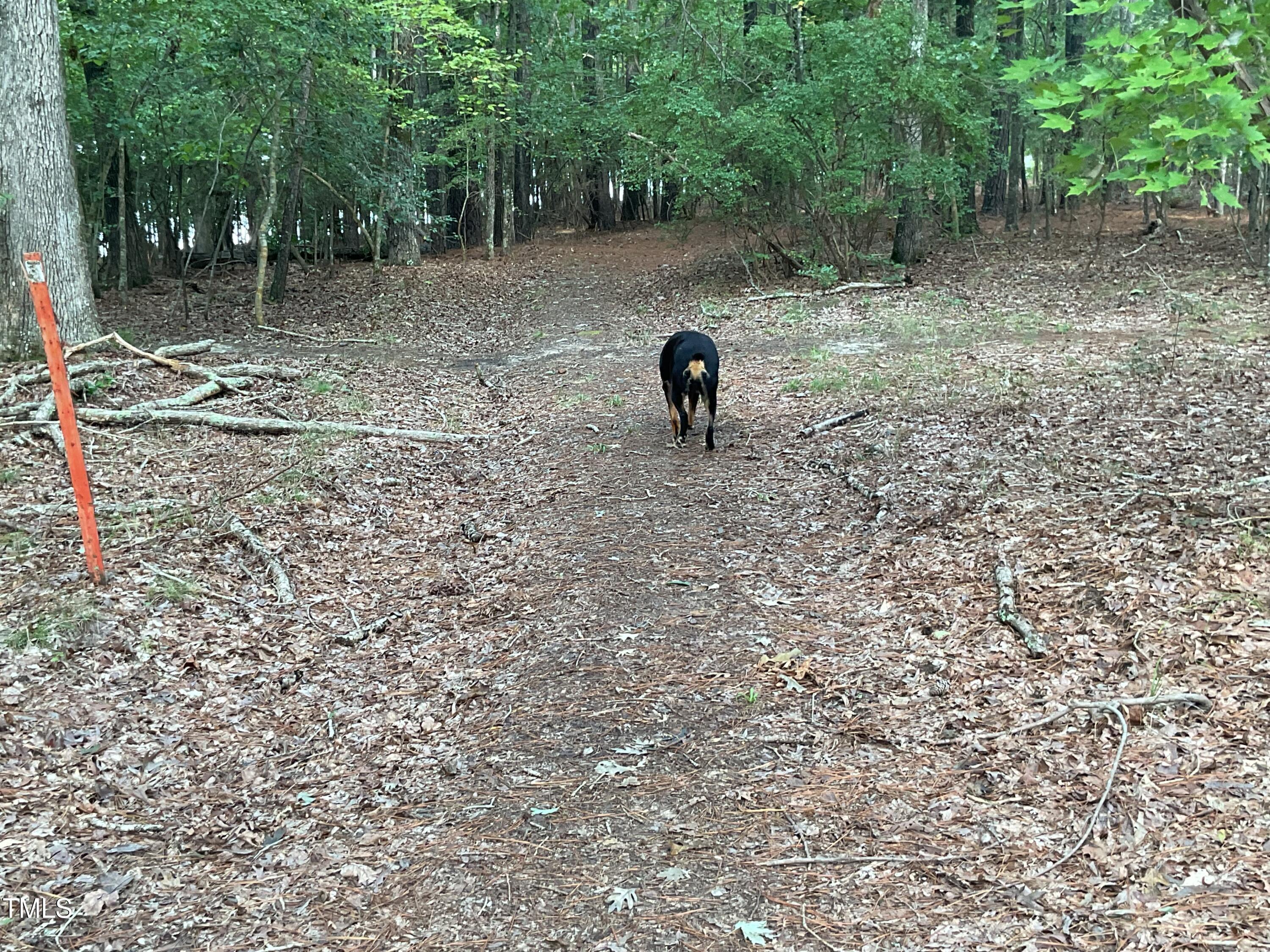 2537 Baptist Road Durham, NC 27703 - Photo 19 of 25 a view of a forest with a sink