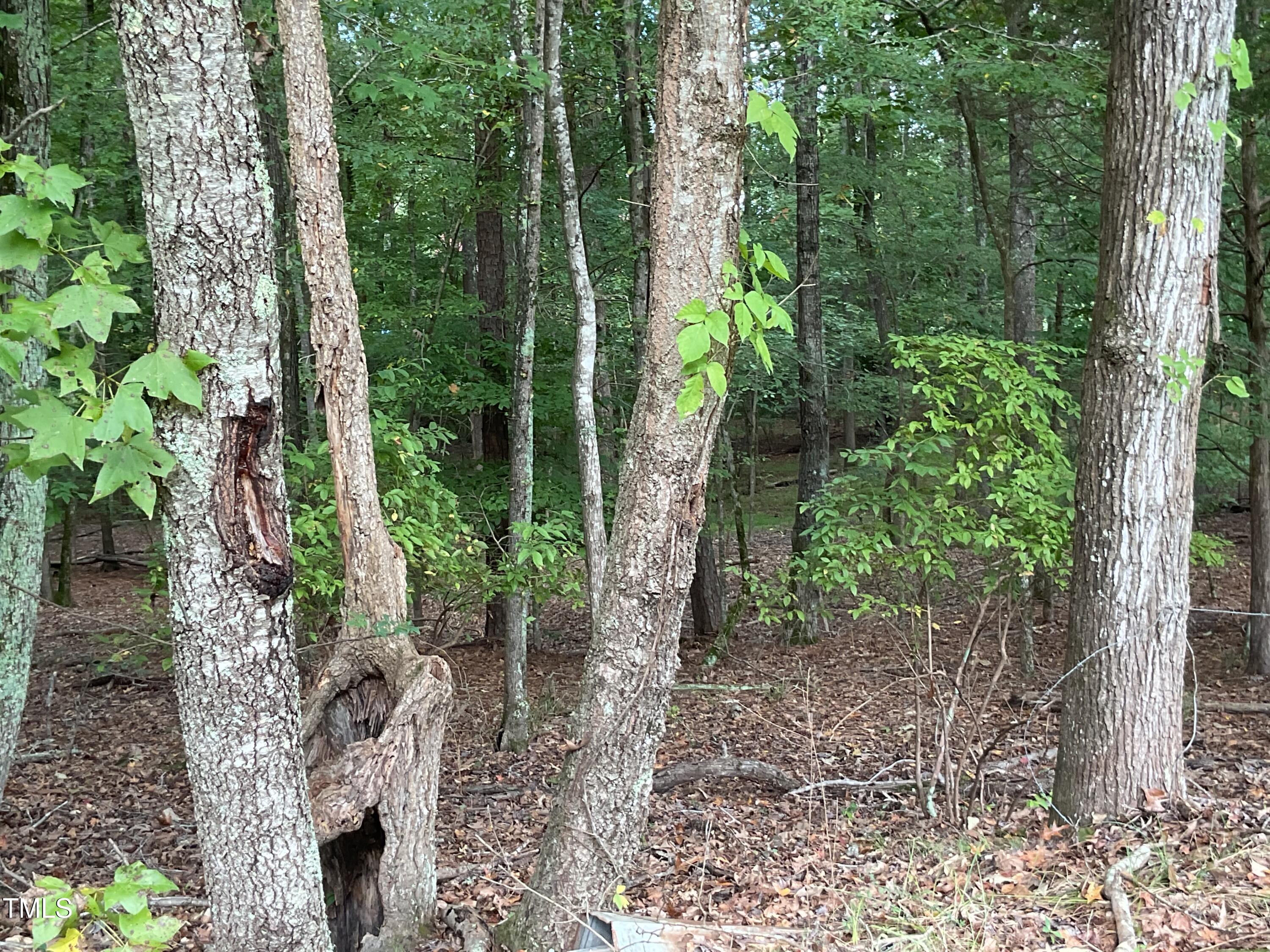 2537 Baptist Road Durham, NC 27703 - Photo 5 of 25 a view of a forest with trees