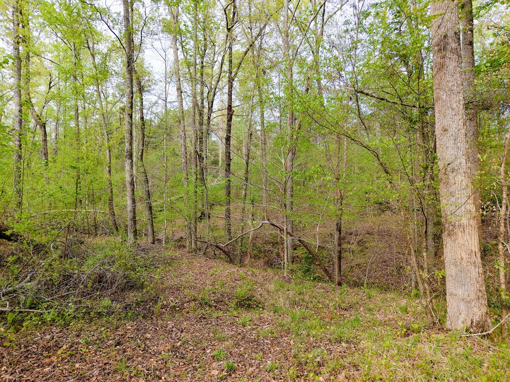 579 Mordeci Mountain Road Gray Court, SC 29645 - Photo 7 of 14 Gallery Image 7