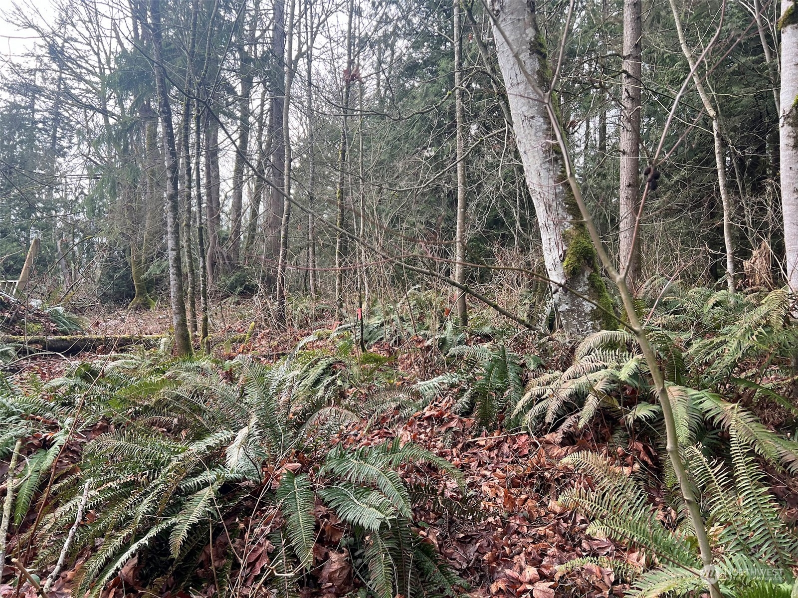 -xx Valley View Road Sedro-Woolley, WA 98284 - Photo 3 of 14 Gallery Image 3