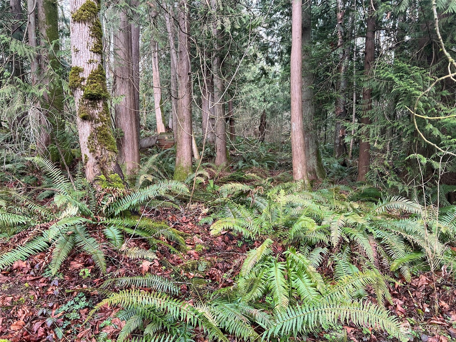 -xx Valley View Road Sedro-Woolley, WA 98284 - Photo 5 of 14 Gallery Image 5