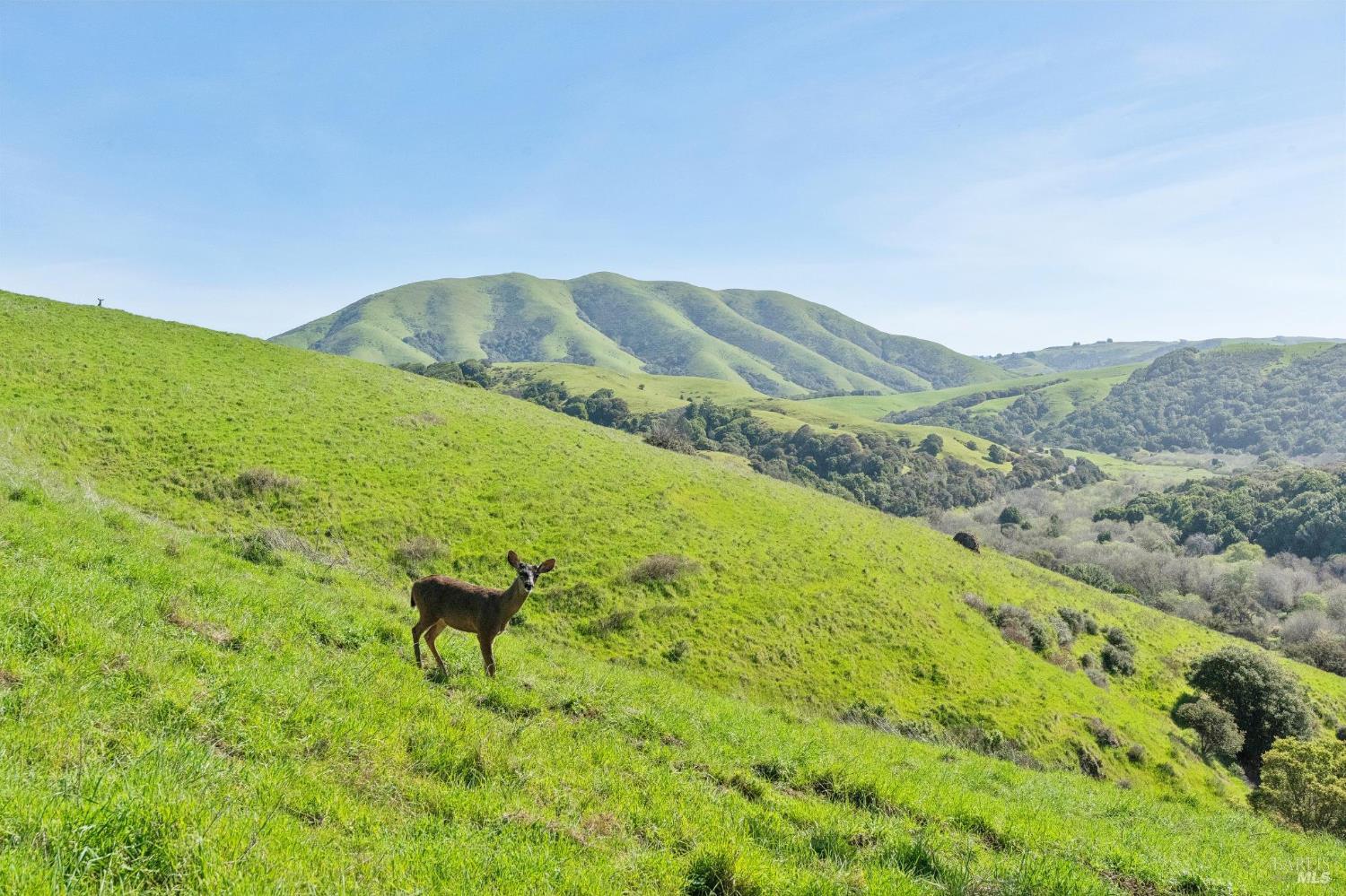 11798 Highway 1 Point Reyes Station, CA 94956 - Photo 34 of 64