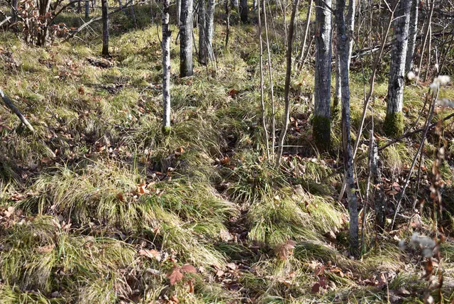 $59,000 | N13315 Harper Road, Athelstane, WI 54104