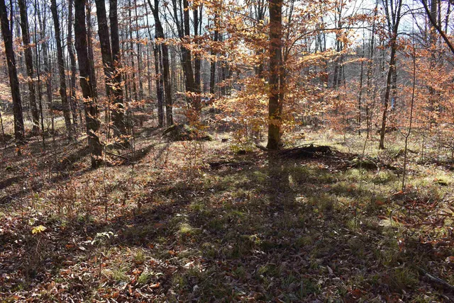 $59,000 | N13315 Harper Road, Athelstane, WI 54104