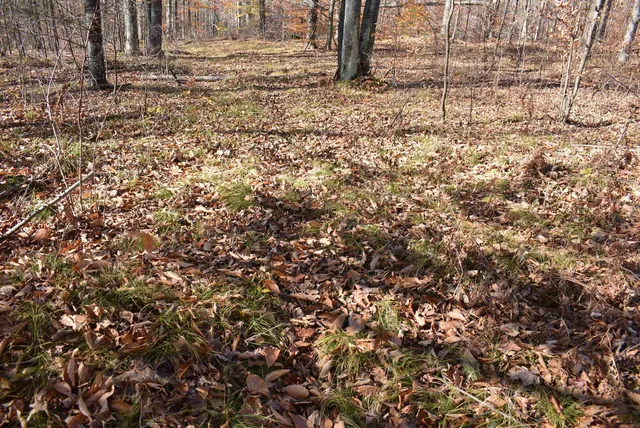 $59,000 | N13315 Harper Road, Athelstane, WI 54104