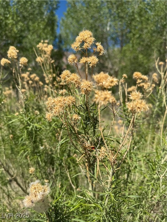 Carp Road Caliente, NV 89008 - Photo 28 of 43 View of details
