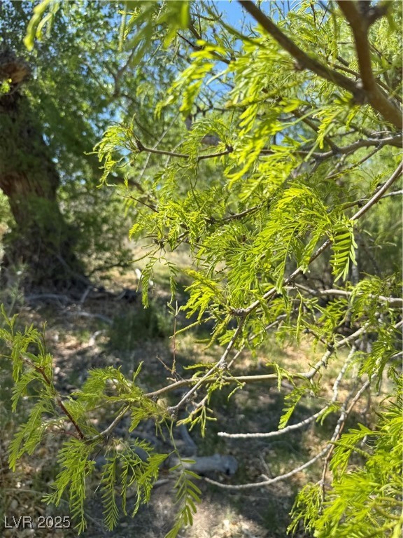 Carp Road Caliente, NV 89008 - Photo 29 of 43 View of local wilderness
