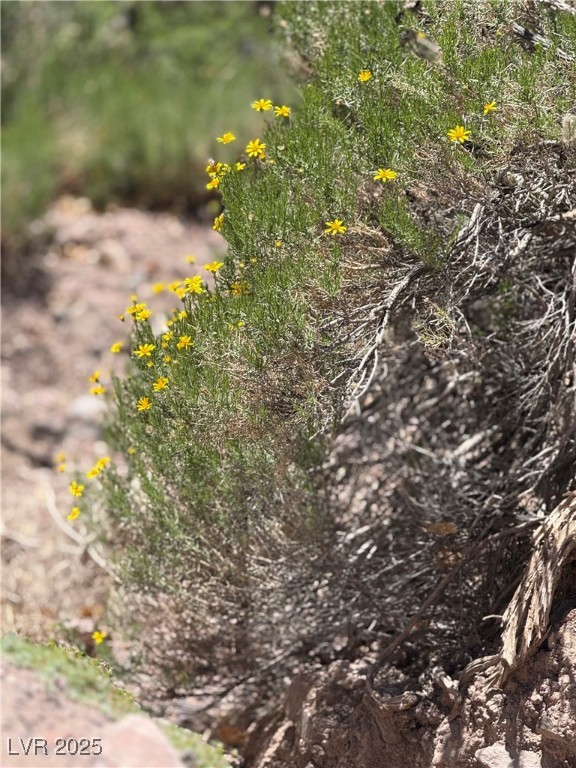 Carp Road Caliente, NV 89008 - Photo 5 of 43