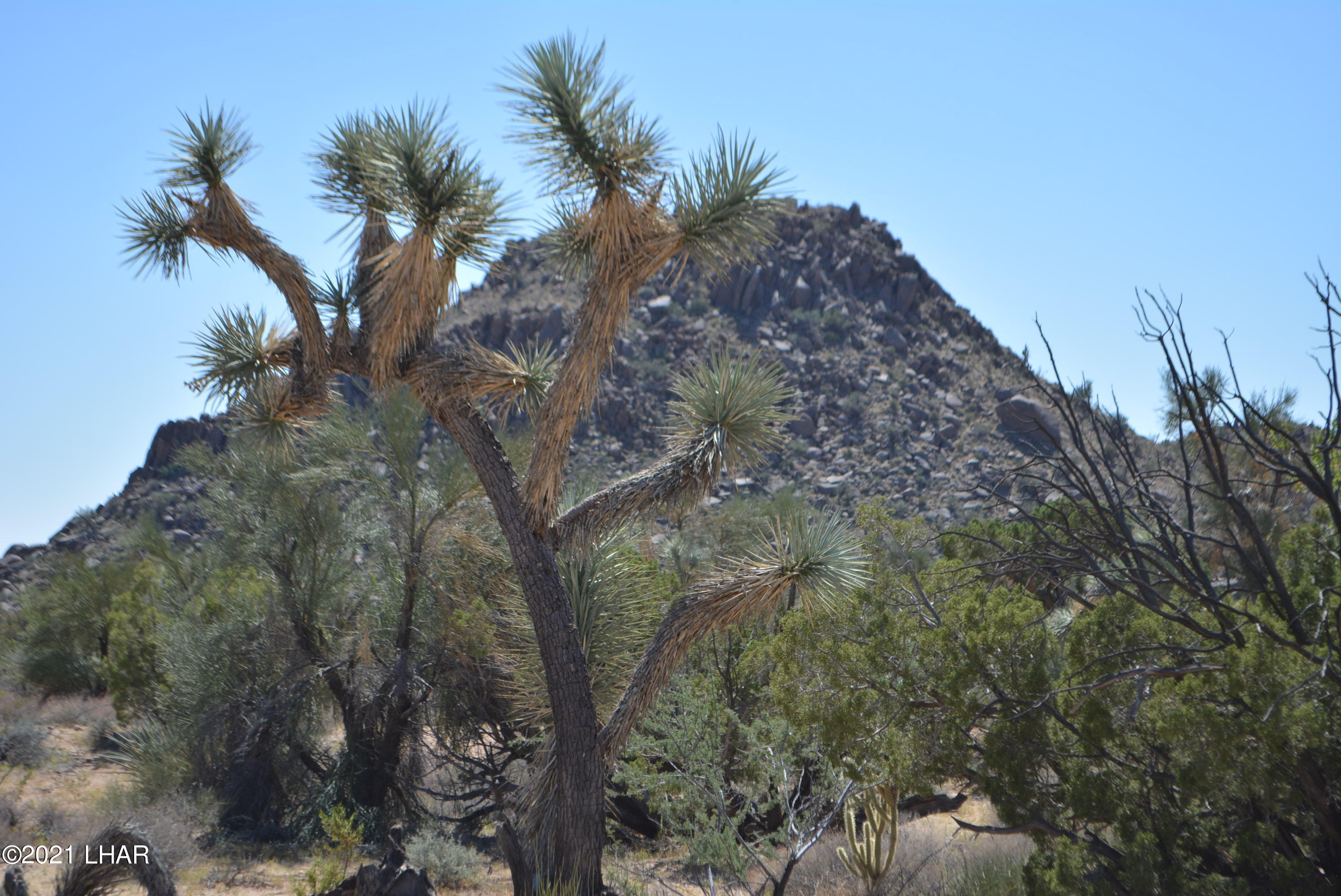 8 South Gold Mine Road Yucca, AZ 86438 - Photo 37 of 41 DSC_0367