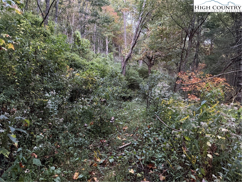 360 Baldwin Gap Road Creston, NC 28615 - Photo 15 of 23 Gallery Image 15