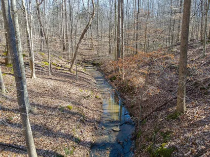a view of a backyard with trees