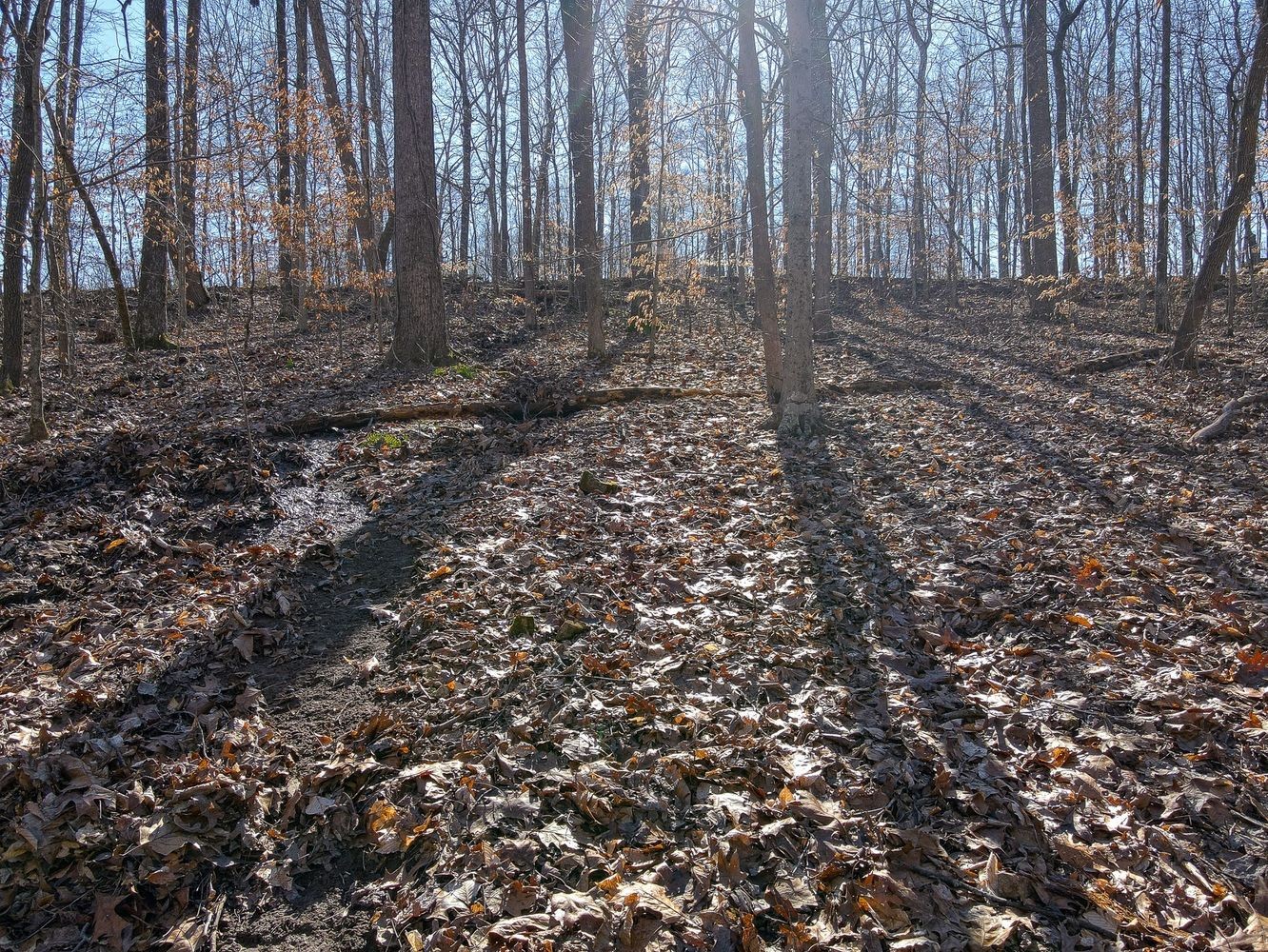 1008 Larkwood Road Kingston Springs, TN 37082 - Photo 18 of 24 a view of a backyard with trees
