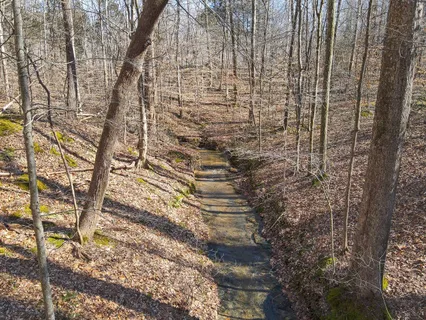 a view of a yard with large trees
