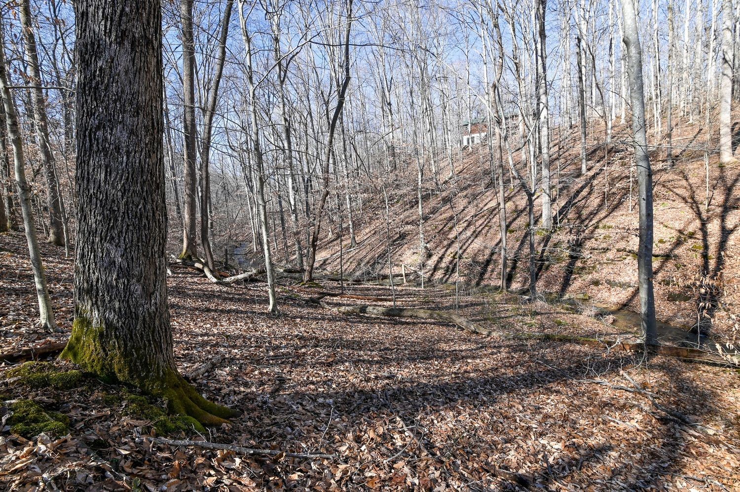 1008 Larkwood Road Kingston Springs, TN 37082 - Photo 7 of 24 a view of a yard with large trees