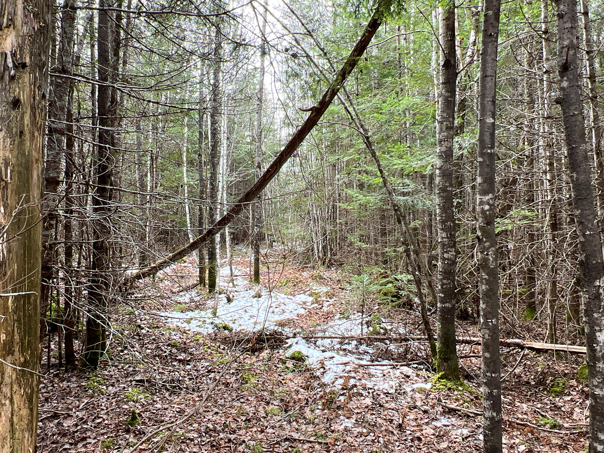 Lot 4 Lower Drew Road Springfield, ME 04487 - Photo 18 of 24 11