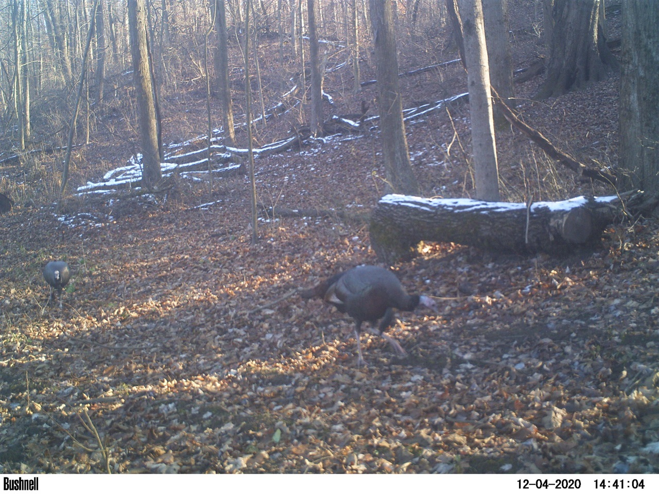 Vl Oak Forest Road Buchanan, MI 49107 - Photo 8 of 10