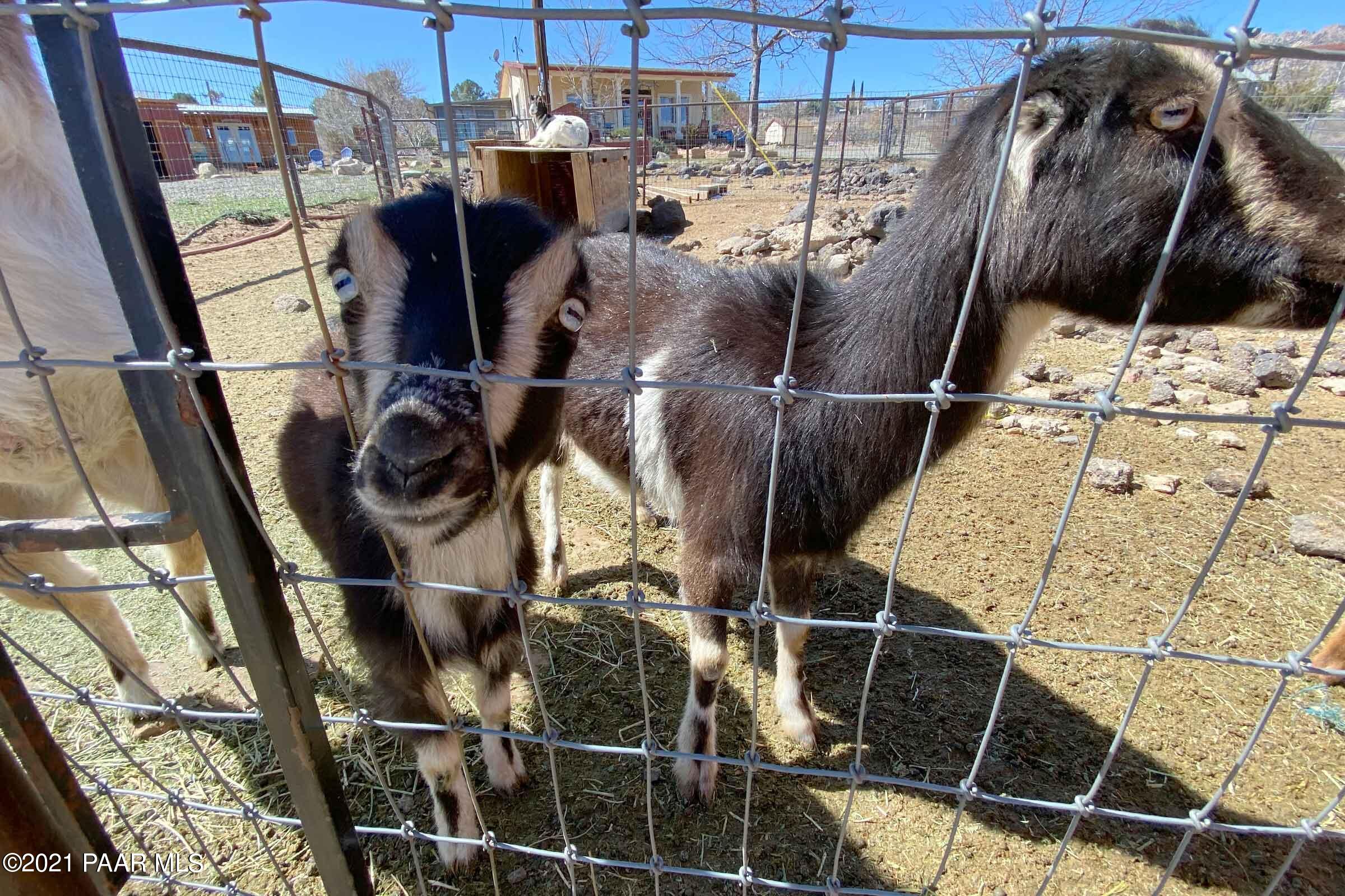 2325 Silver Juniper Ranch Road Prescott, AZ 86305 - Photo 64 of 81 330goats