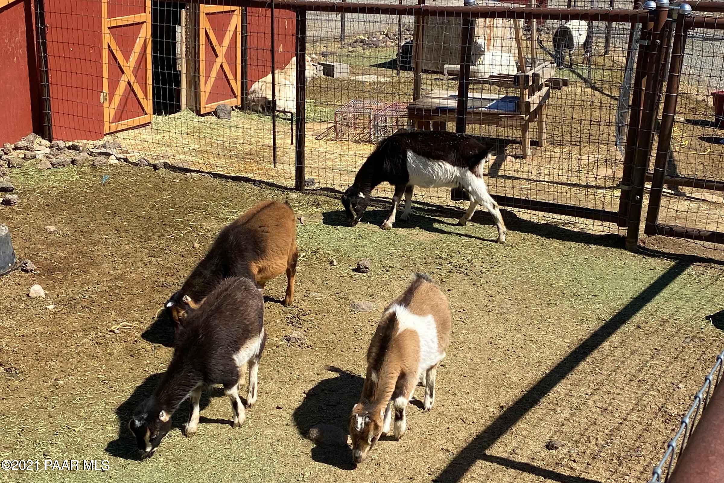 2325 Silver Juniper Ranch Road Prescott, AZ 86305 - Photo 65 of 81 302goats_more