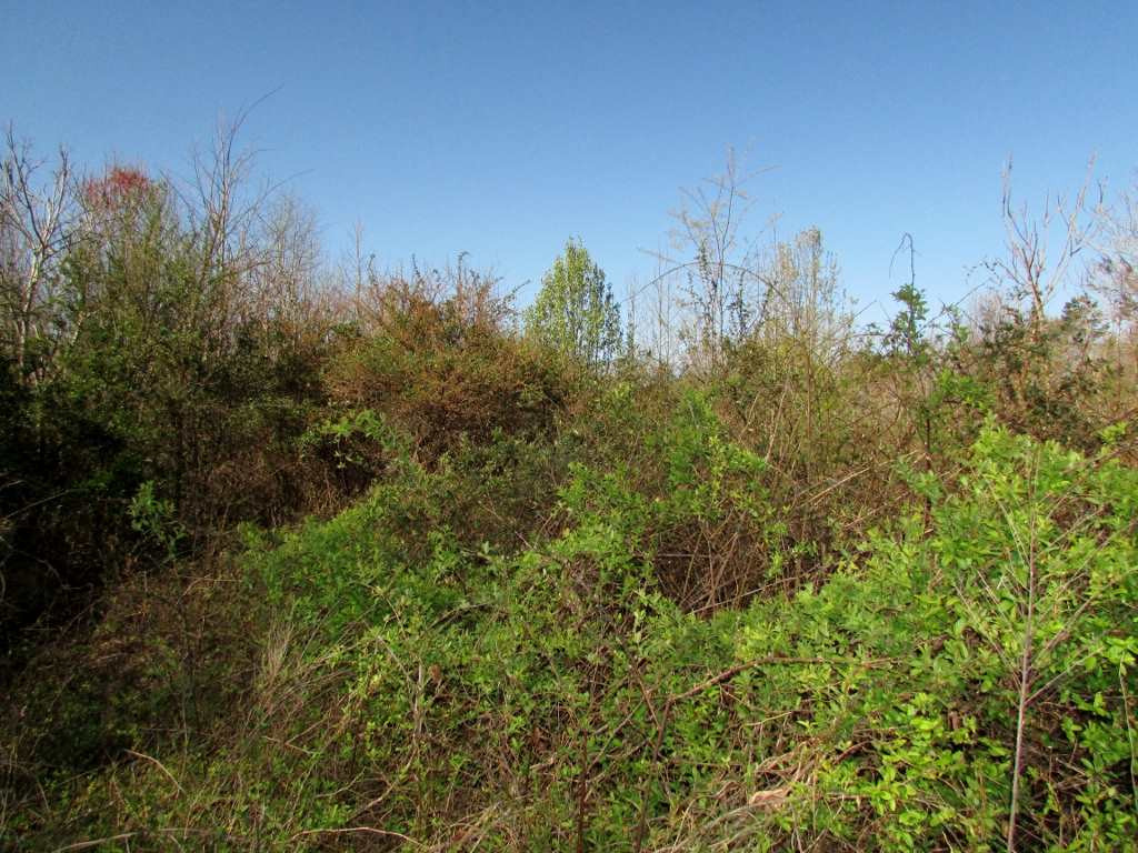 Allie Clay Road Roxboro, NC 27573 - Photo 20 of 23 Rabbits love this honeysuckle blackberry thicket. Thicket
