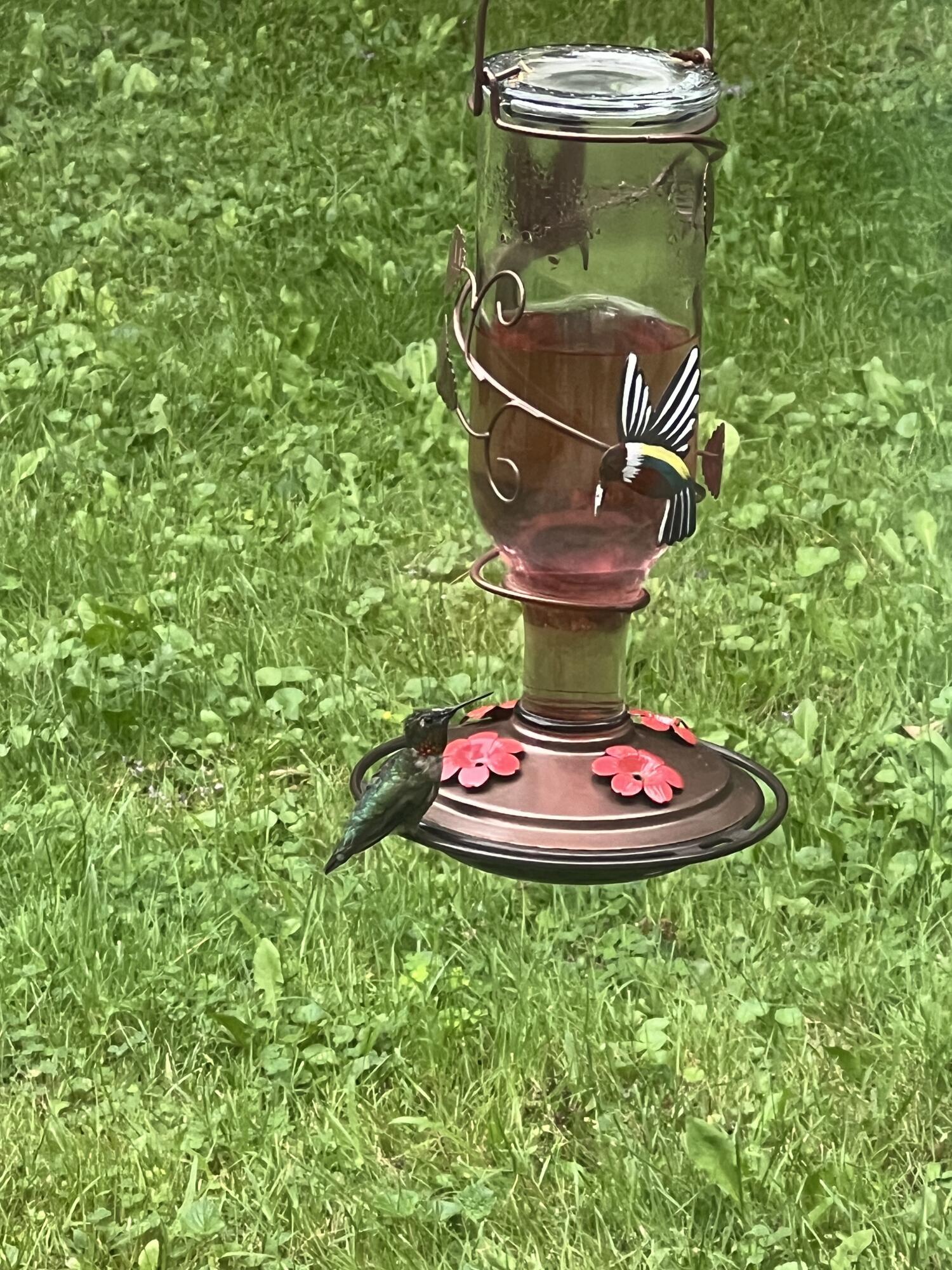 19 Riggs Road Casco, ME 04015 - Photo 16 of 50 Humming Bird