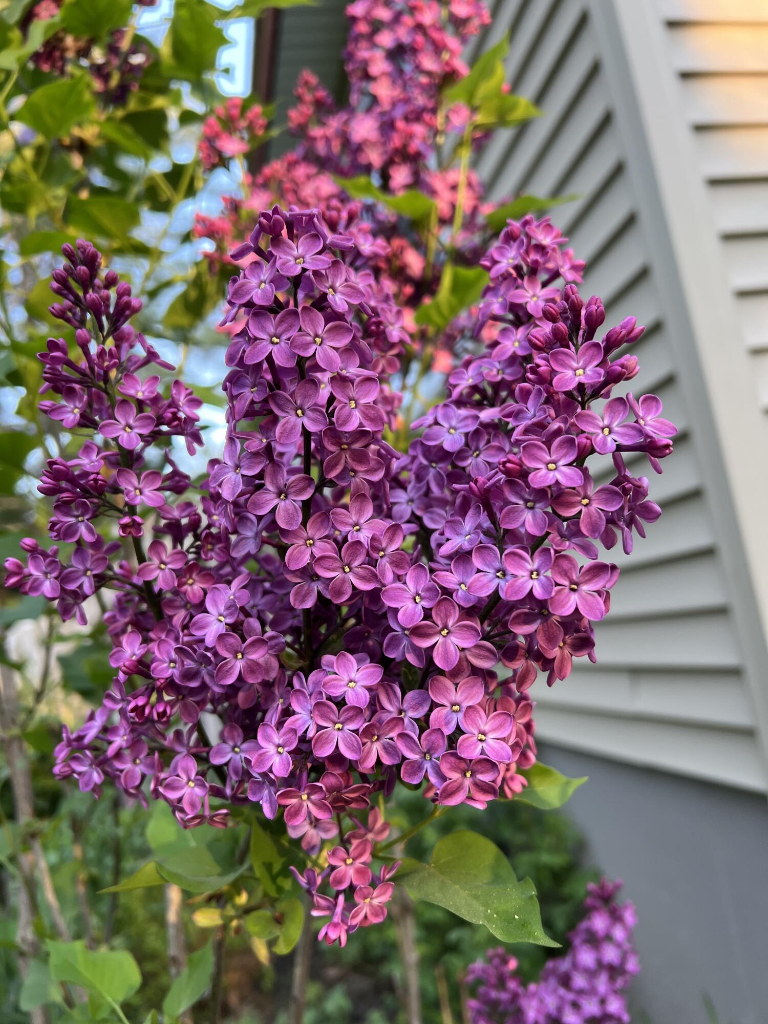 19 Riggs Road Casco, ME 04015 - Photo 20 of 50 Lilac