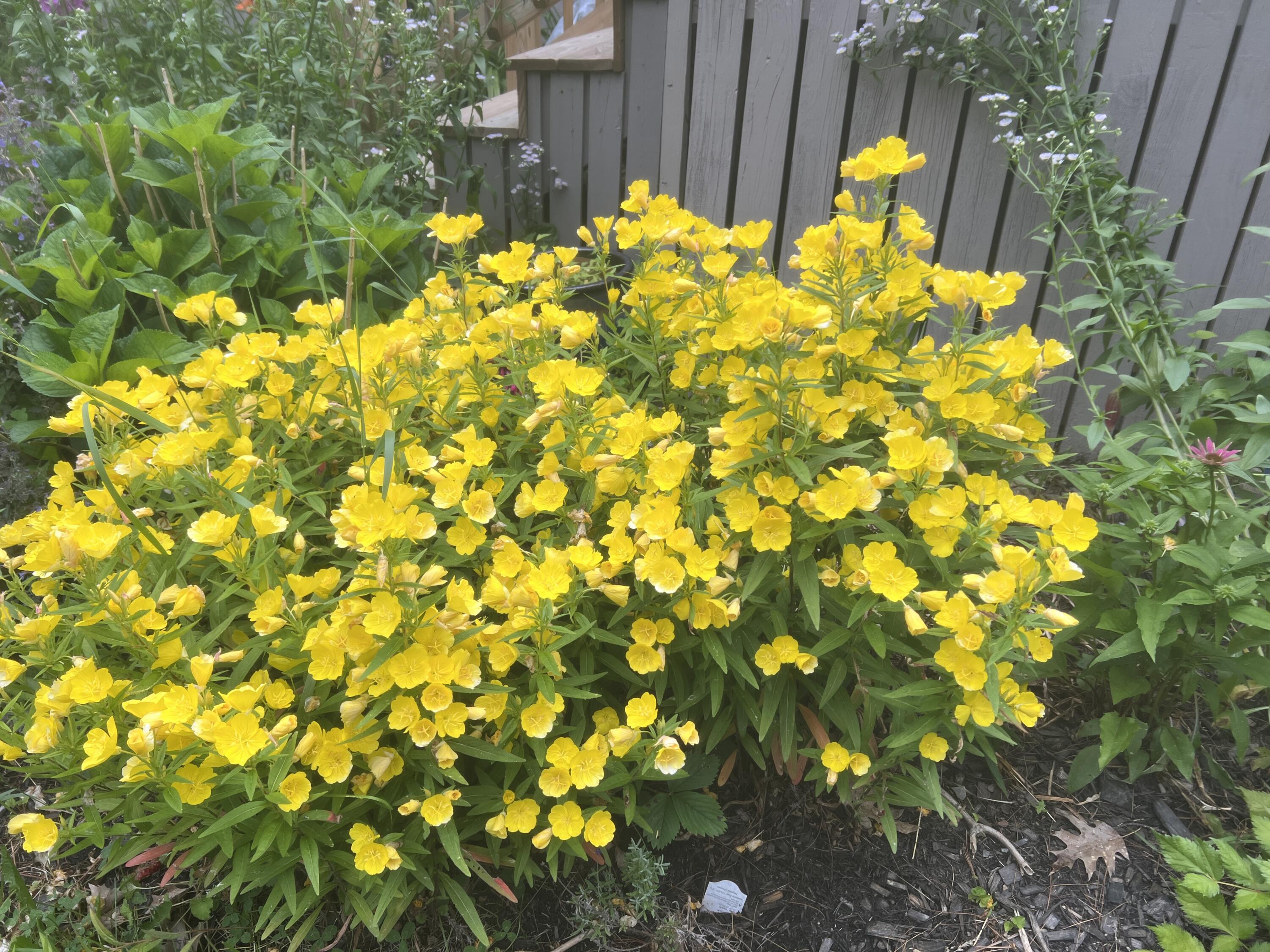 19 Riggs Road Casco, ME 04015 - Photo 23 of 50 Perrenial 2