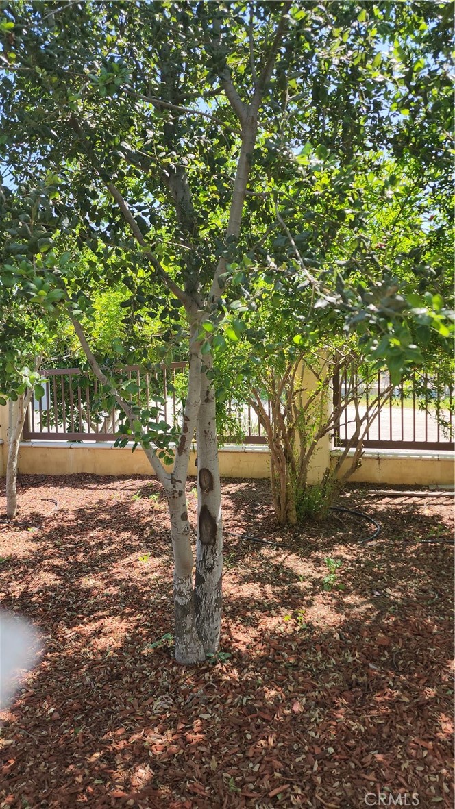 3130 1st Street, Unit 2 Riverside, CA 92507 - Photo 68 of 74 FRUIT TREES