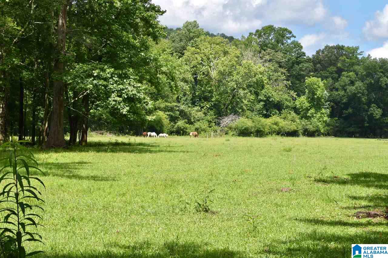 3330 Highway 174 Springville, AL 35146 - Photo 8 of 21