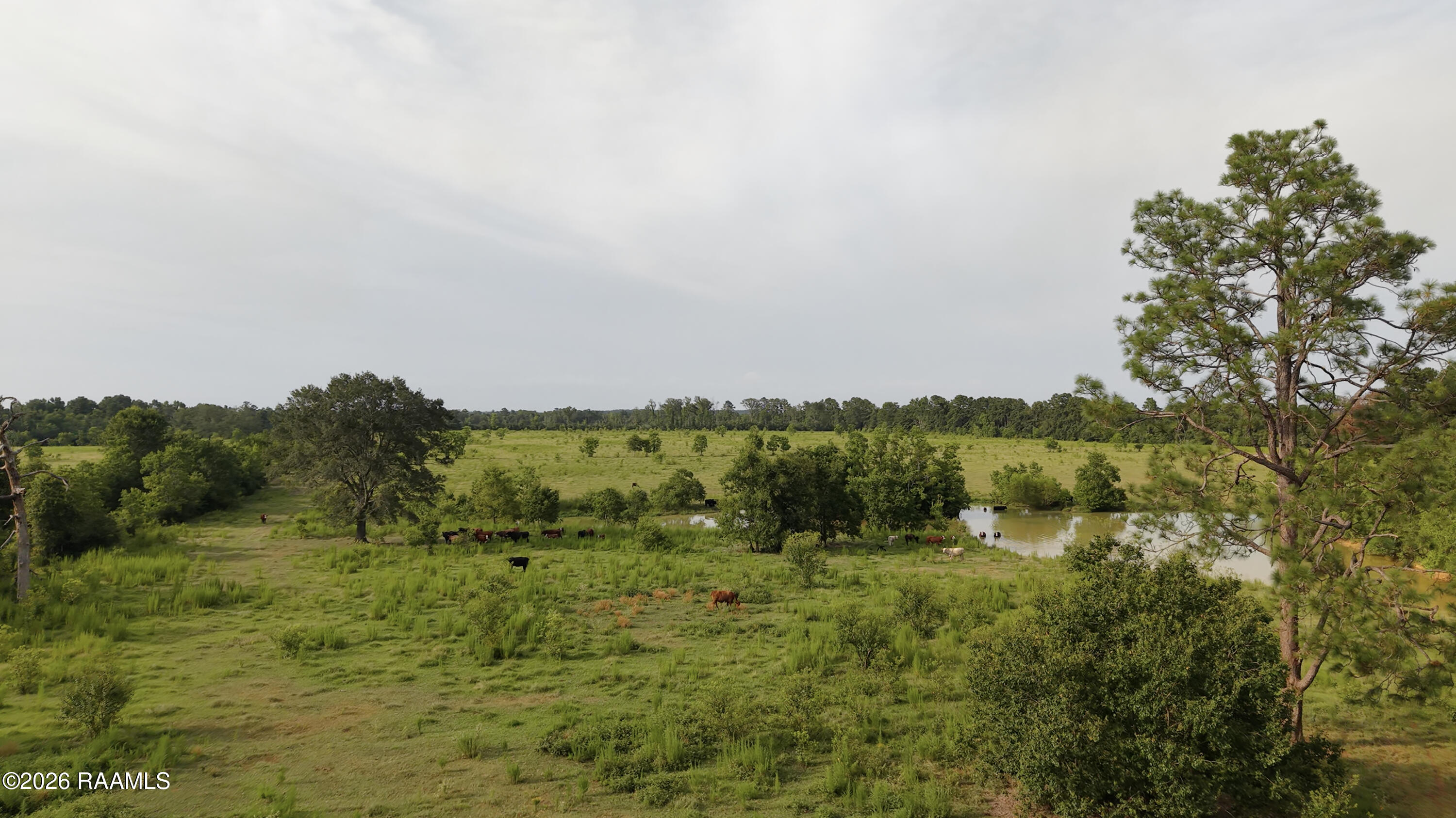 0 Rutherford Road Deridder, LA 70634 - Photo 21 of 25 Pond
